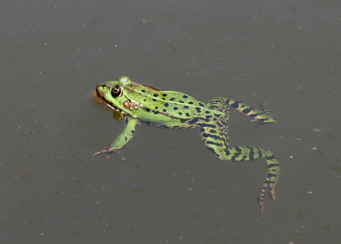 opinione Triturus carnifex